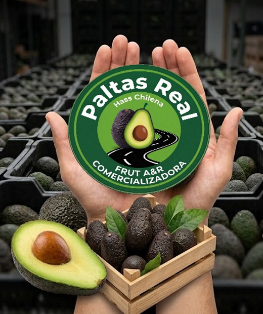 Palta Hass