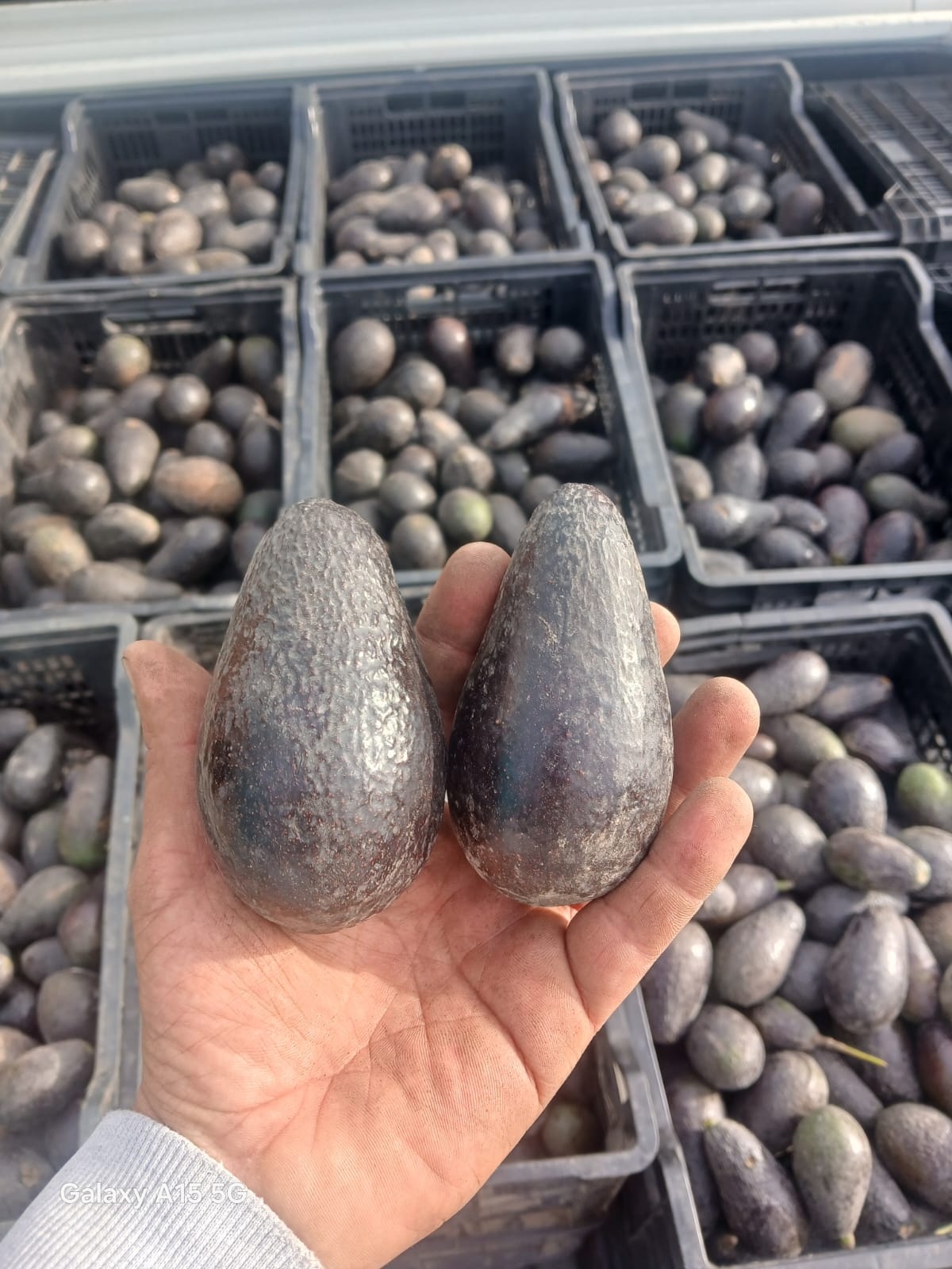 Manzanas