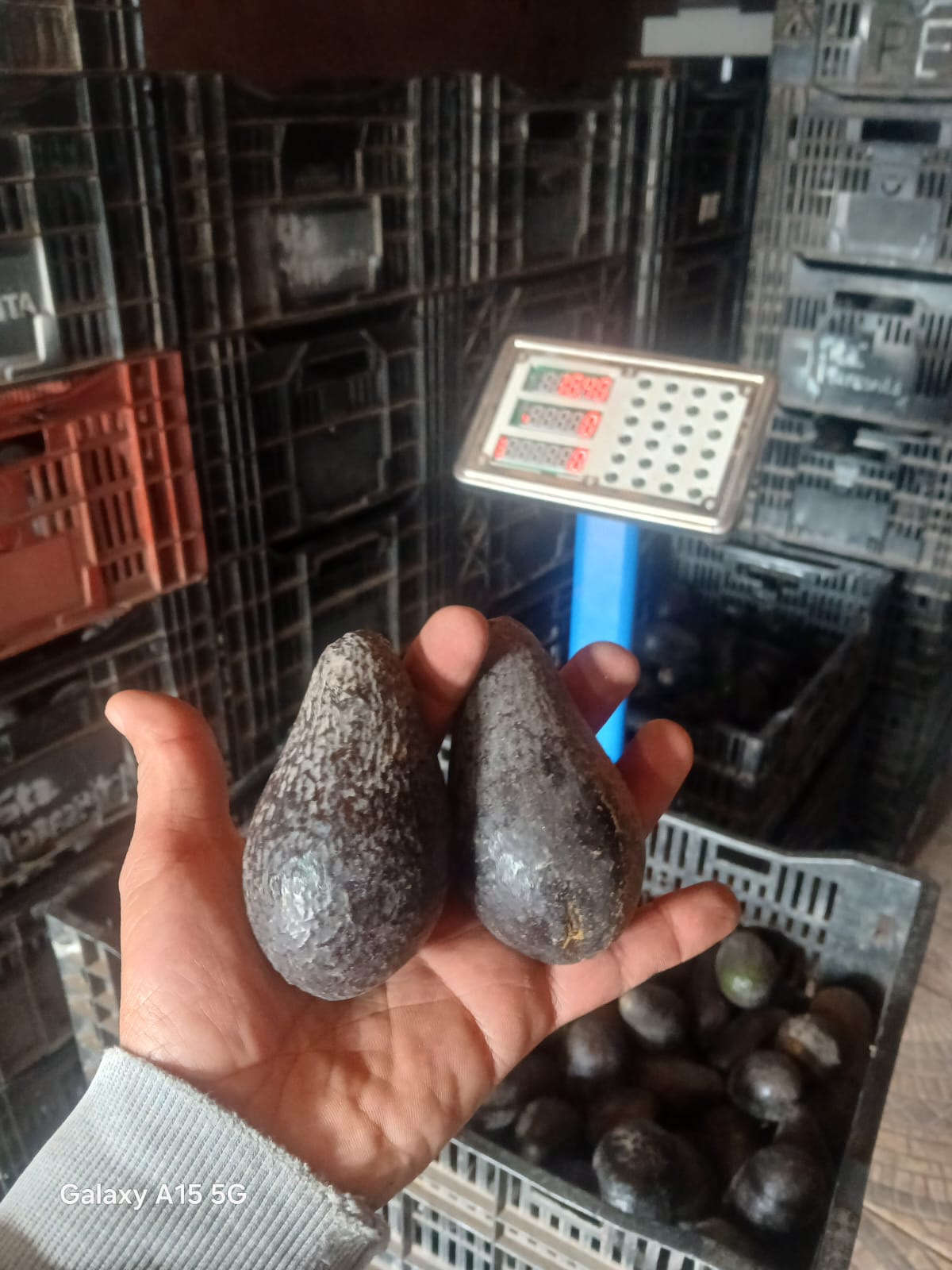 Palta Hass